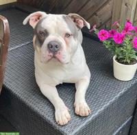 Old English Bulldog Deckrüde