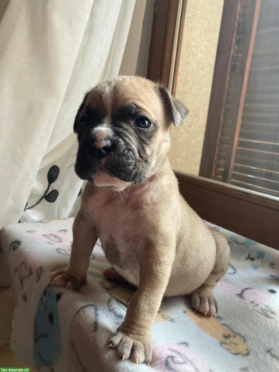 Bild 3: Old English Bulldog Deckrüde