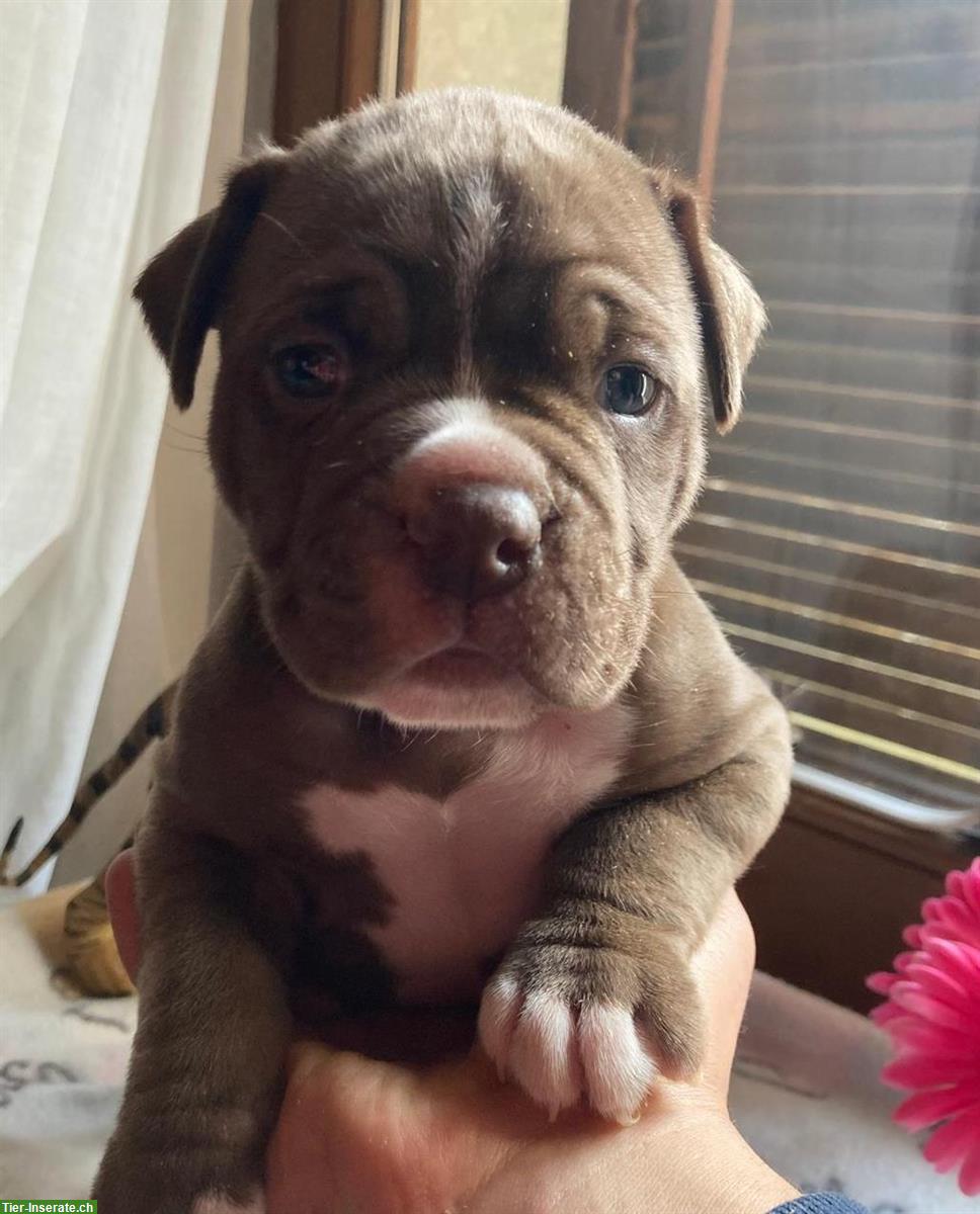 Bild 4: Old English Bulldog Deckrüde