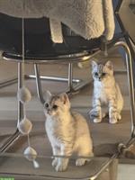 BKH Kitten, männlich, 12 Wochen alt zu verkaufen