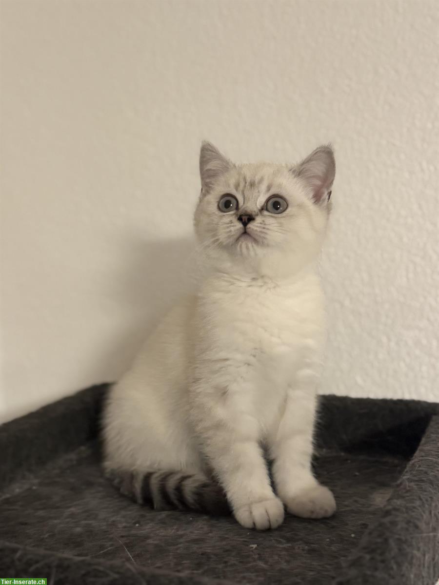 Bild 2: BKH Kitten, Weibchen, 12 Wochen alt zu verkaufen