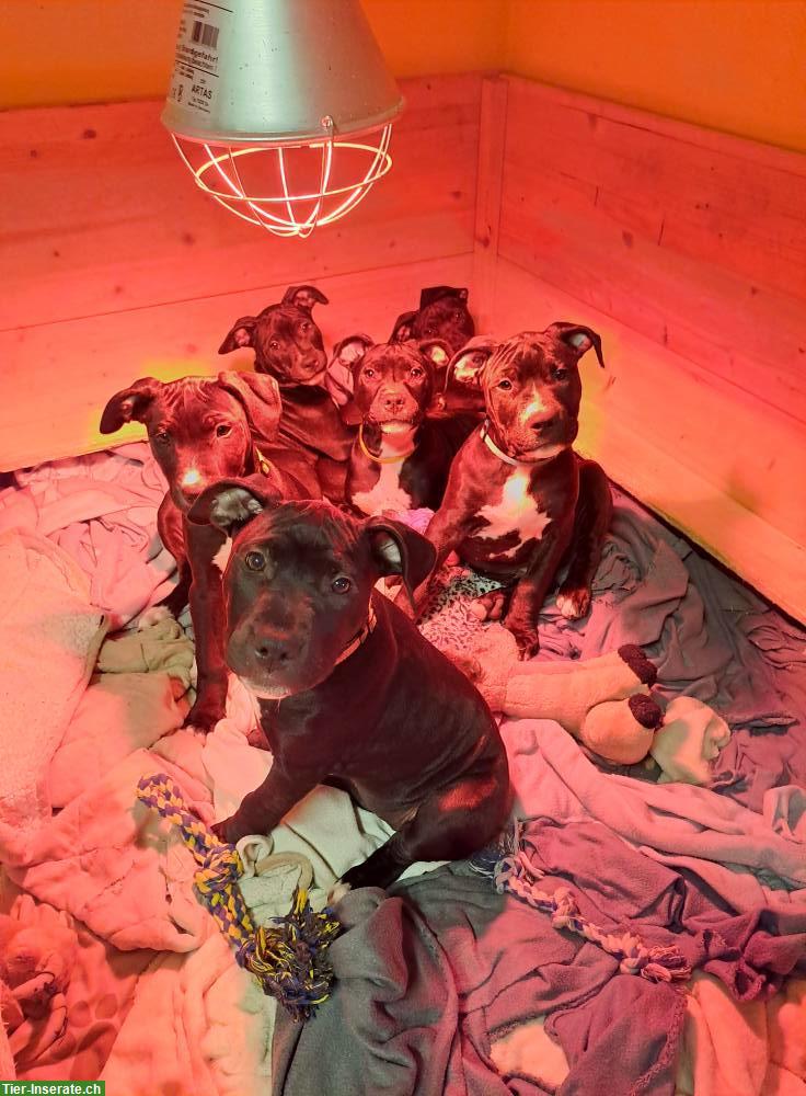 Reinrassige American Pitbull Terrier Welpen