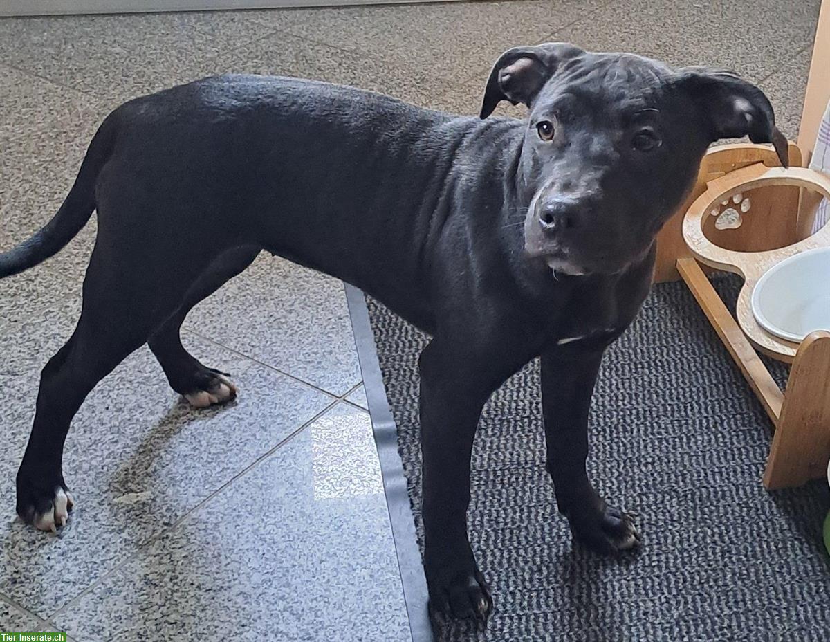 Bild 2: Reinrassige American Pitbull Terrier Welpen