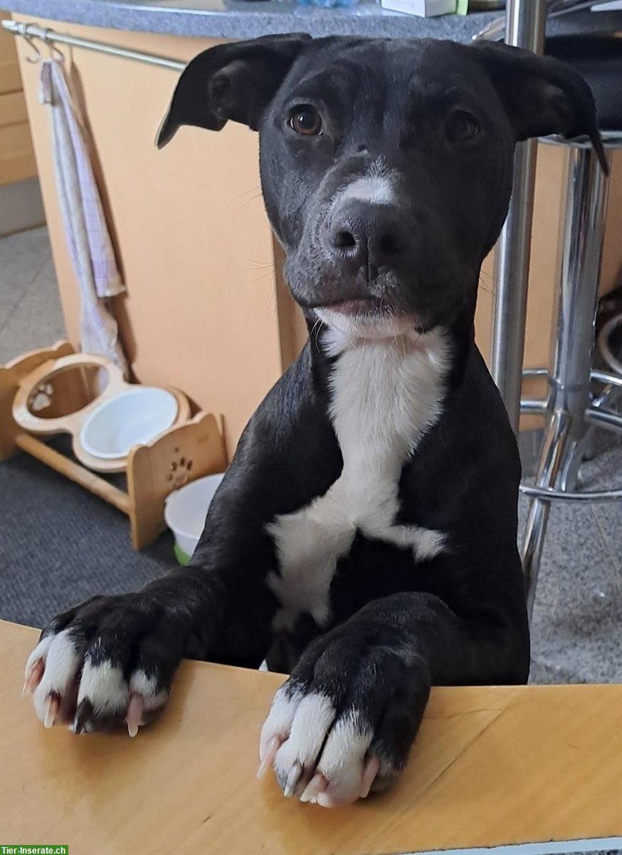 Bild 3: Reinrassige American Pitbull Terrier Welpen