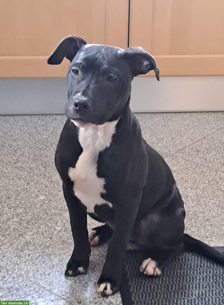 Bild 4: Reinrassige American Pitbull Terrier Welpen