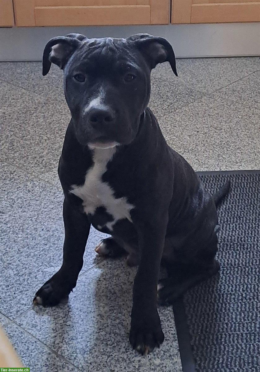 Bild 5: Reinrassige American Pitbull Terrier Welpen