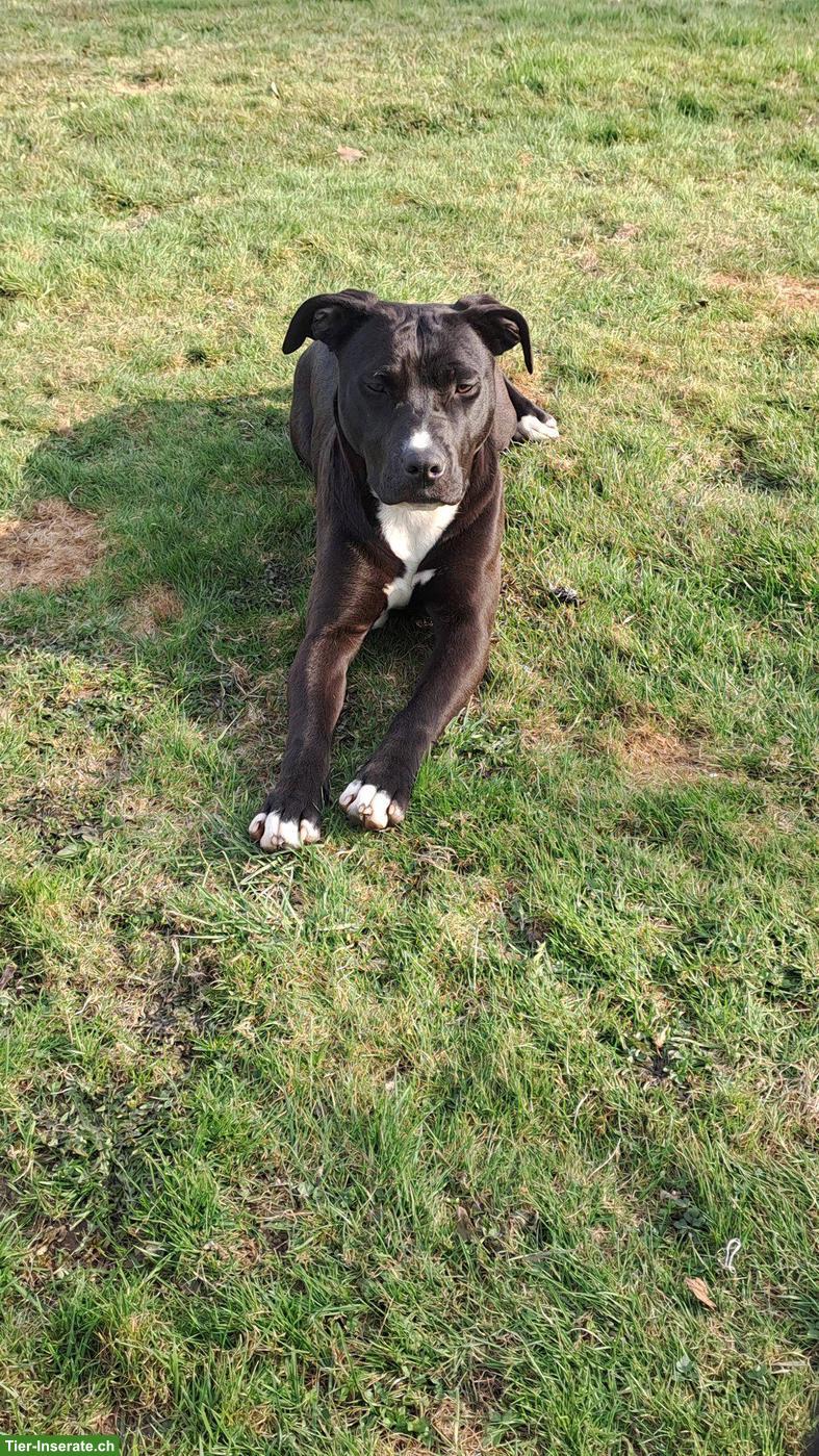 Bild 7: Reinrassige American Pitbull Terrier Welpen