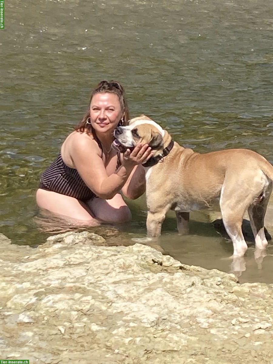 Hundebetreuung, Ferienplätze über Weihnachten und Neujahr