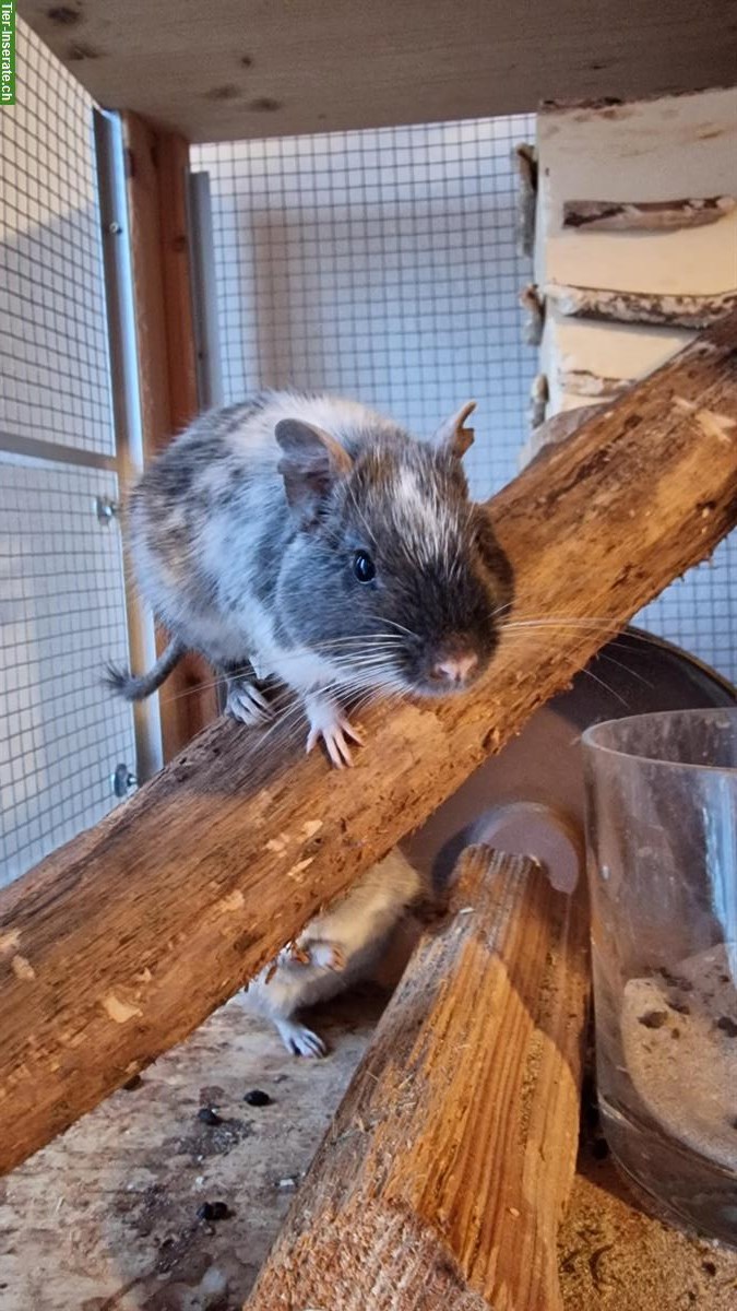 Degus zu verkaufen, Vater und Sohn, handzahm