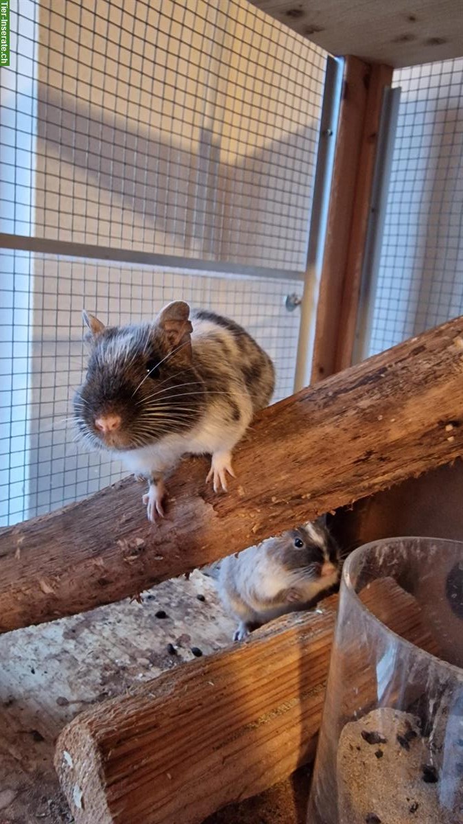 Bild 2: Degus zu verkaufen, Vater und Sohn, handzahm