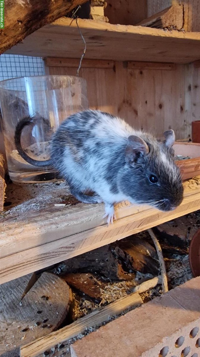 Bild 4: Degus zu verkaufen, Vater und Sohn, handzahm