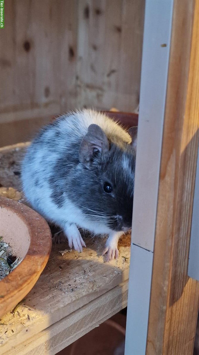 Bild 6: Degus zu verkaufen, Vater und Sohn, handzahm