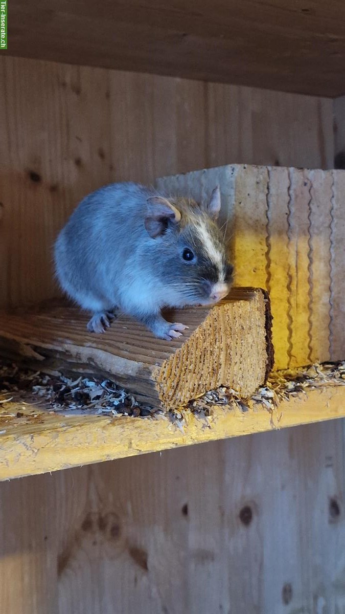 Bild 7: Degus zu verkaufen, Vater und Sohn, handzahm
