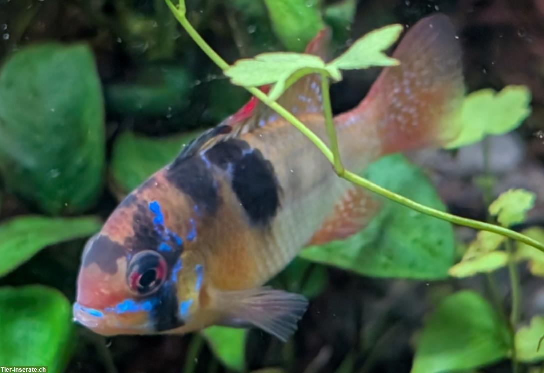 2 Südamerikanische Schmetterlingsbuntbarsche gratis abzugeben