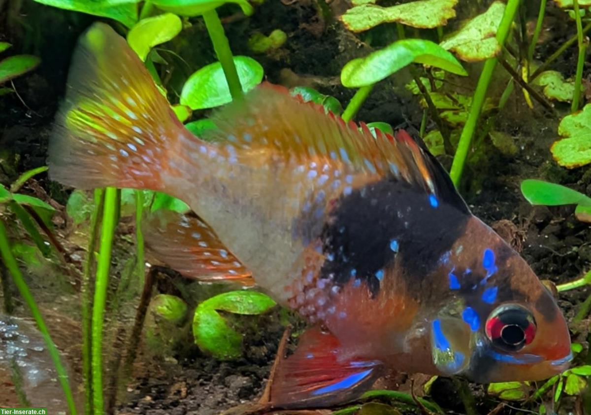 Bild 2: 2 Südamerikanische Schmetterlingsbuntbarsche gratis abzugeben