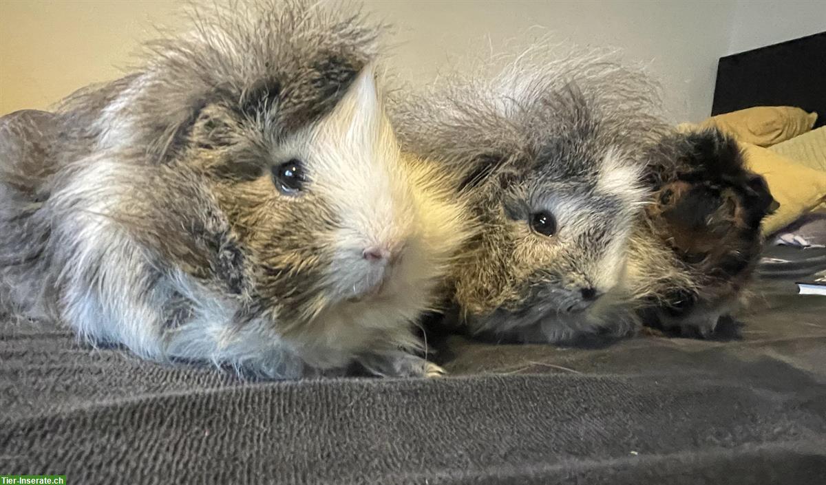 3 junge Langhaar-Meerschweinchen zu verkaufen