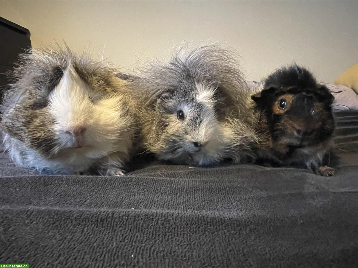 Bild 2: 3 junge Langhaar-Meerschweinchen zu verkaufen