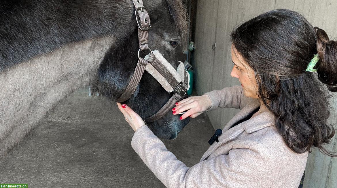Animal Essence - Tierenergetik & Tierkommunikation | Raum Luzern
