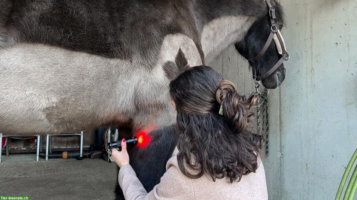 Bild 3: Animal Essence - Tierenergetik & Tierkommunikation | Raum Luzern