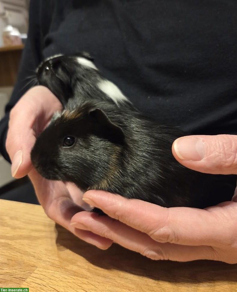 Junge Meerschweinchen Böcke aus Hobbyzucht