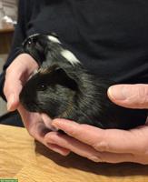 Junge Meerschweinchen Böcke aus Hobbyzucht