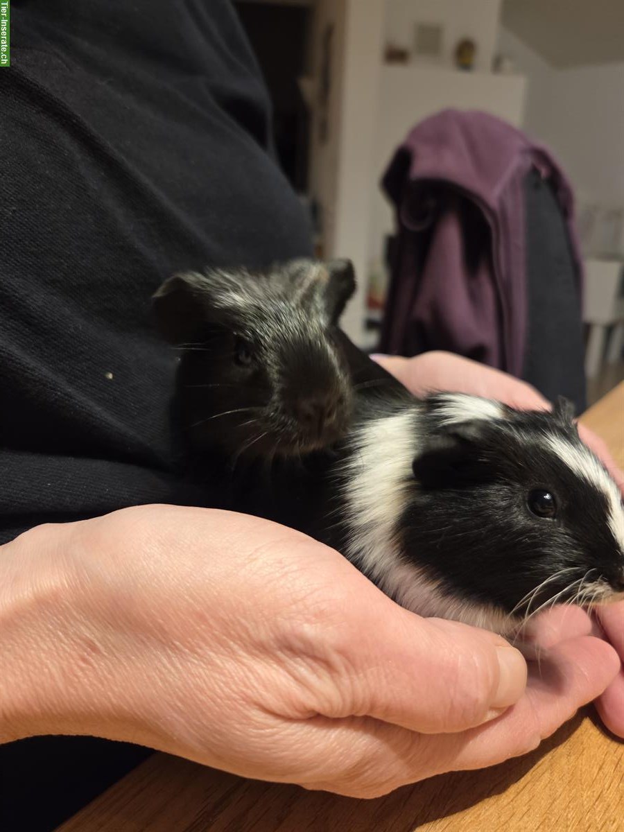 Bild 2: Junge Meerschweinchen Böcke aus Hobbyzucht