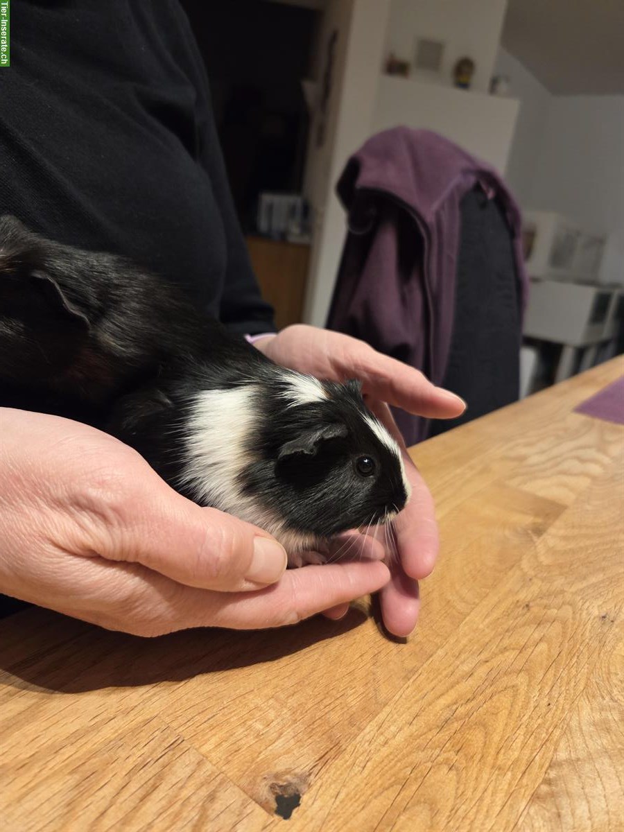 Bild 3: Junge Meerschweinchen Böcke aus Hobbyzucht