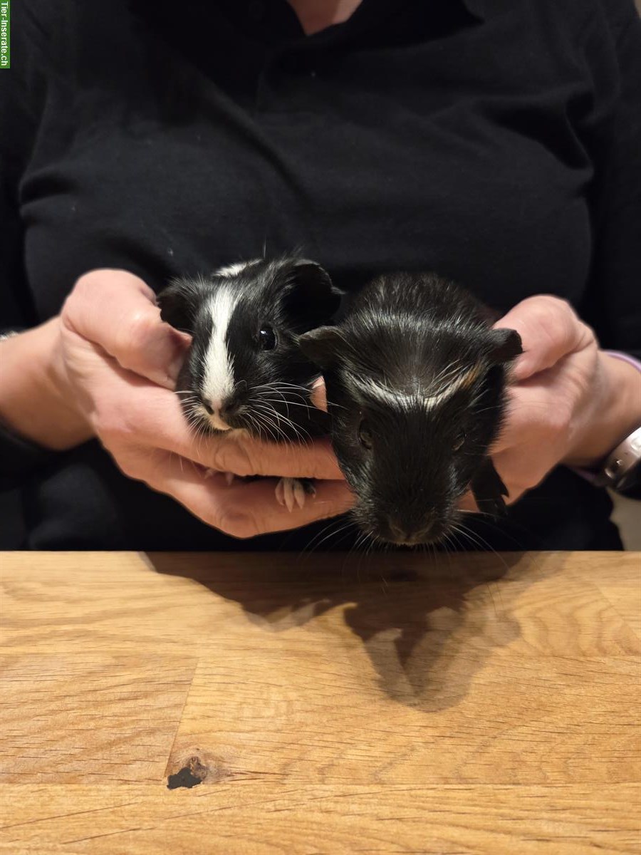 Bild 4: Junge Meerschweinchen Böcke aus Hobbyzucht