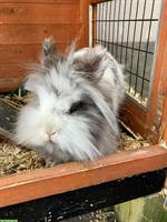 Deckrammler (Löwenkopf) gesucht für Häsin (Löwenkopf)