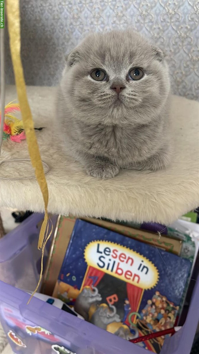 BKH Mischling Kitten, weiblich, 9 Wochen alt