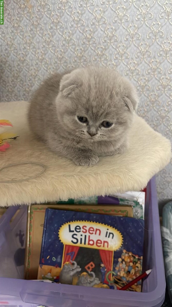 Bild 2: BKH Mischling Kitten, weiblich, 9 Wochen alt