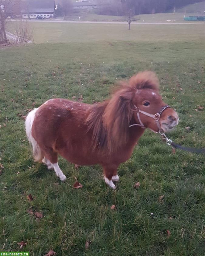 Mini Shetty Stute (2016), Familien- und Kinderpony