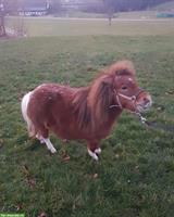 Mini Shetty Stute (2016), Familien- und Kinderpony