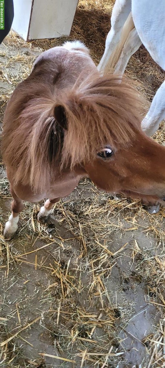 Bild 2: Mini Shetty Stute (2016), Familien- und Kinderpony