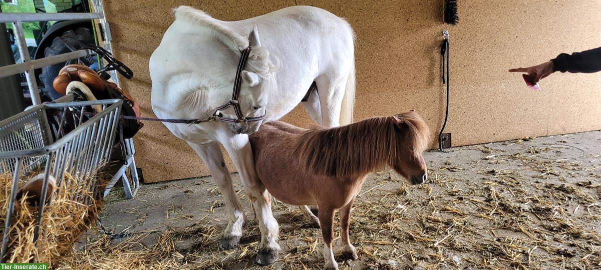 Bild 3: Mini Shetty Stute (2016), Familien- und Kinderpony