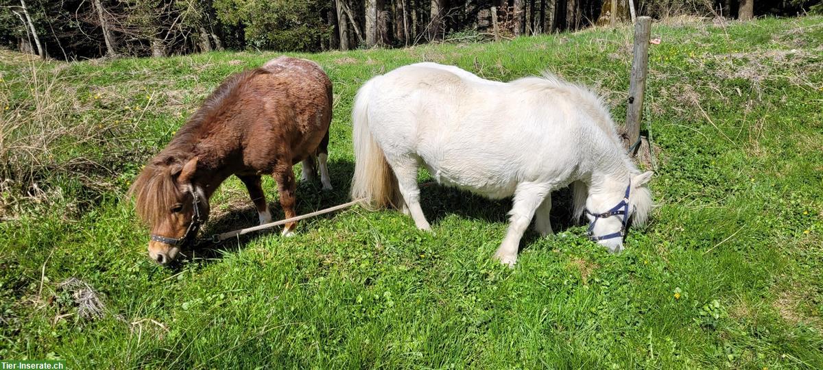 Mini Shetty Stute, 23-jährig, Stockmass 88cm