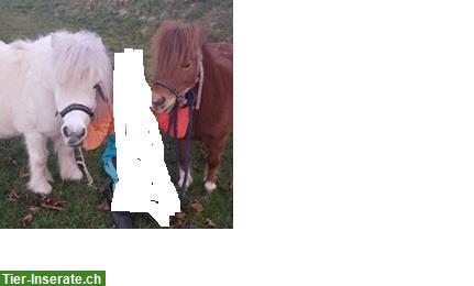 Bild 2: Mini Shetty Stute, 23-jährig, Stockmass 88cm