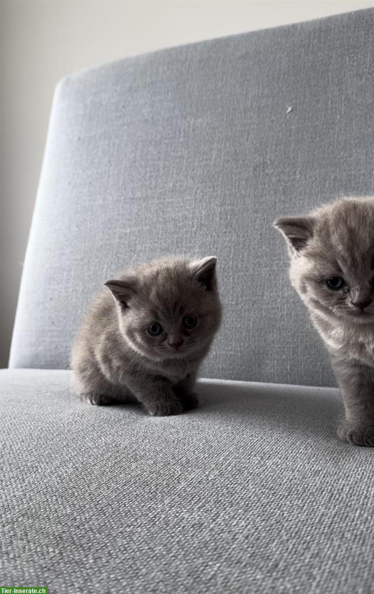 Reinrassige BKH Kätzchen Mädchen zu vergeben