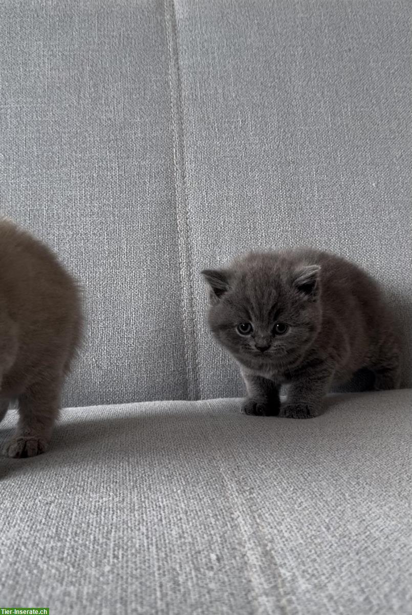 Bild 2: Reinrassige BKH Kätzchen Mädchen zu vergeben