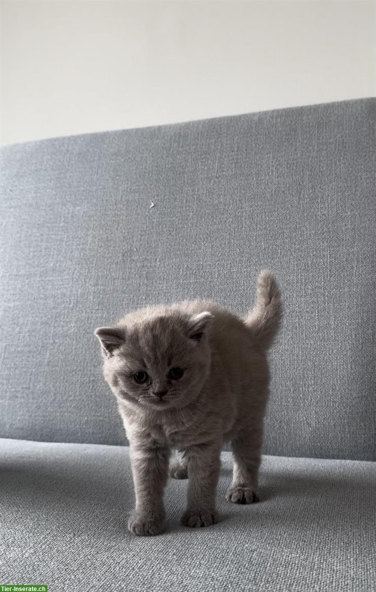 Bild 3: Reinrassige BKH Kätzchen Mädchen zu vergeben