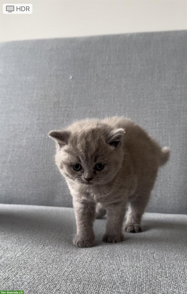 Bild 4: Reinrassige BKH Kätzchen Mädchen zu vergeben