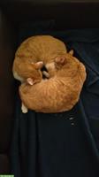 2 Kater, ½-jährig suchen liebevolle Katzenbetreuung