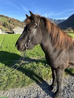 Islandpferde Rappwallach | 7-jähriger Viergänger zu verkaufen