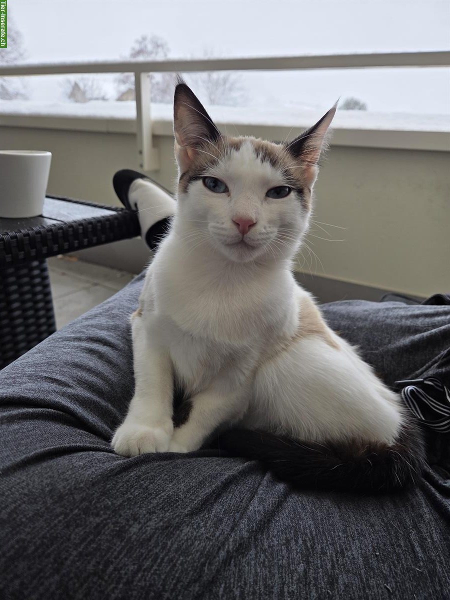 Siam Mix Katzenbaby, weiblich, 6 Monate alt