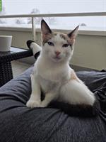 Siam Mix Katzenbaby, weiblich, 6 Monate alt