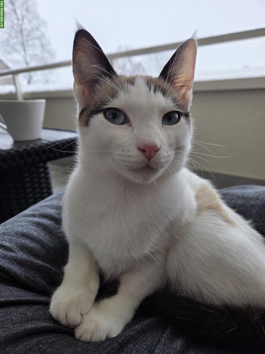 Bild 2: Siam Mix Katzenbaby, weiblich, 6 Monate alt