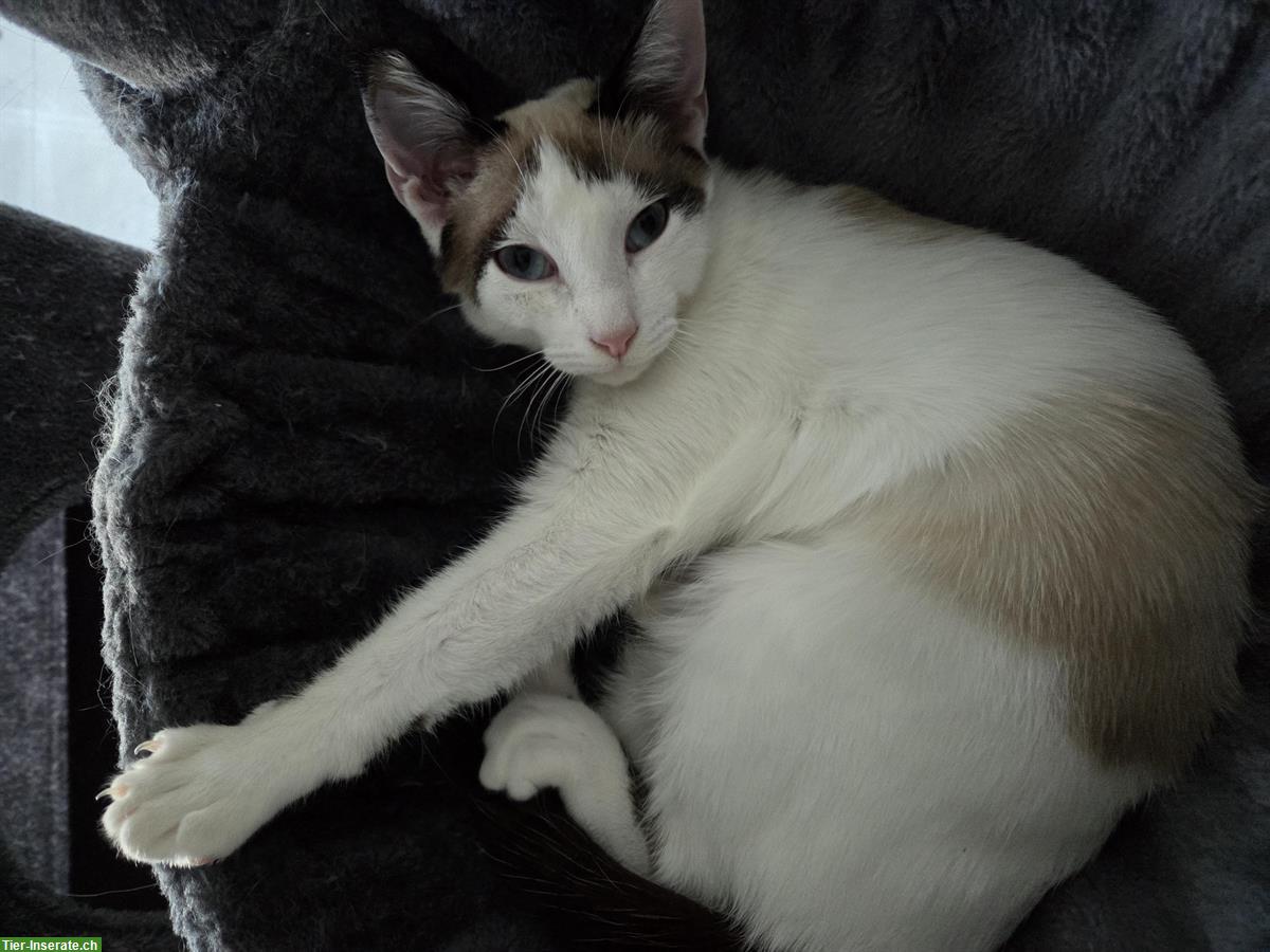 Bild 3: Siam Mix Katzenbaby, weiblich, 6 Monate alt