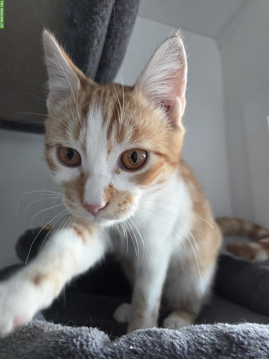 Katzenbaby Rocky, 6 Monate, sucht liebes Zuhause
