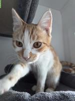 Katzenbaby Rocky, 6 Monate, sucht liebes Zuhause