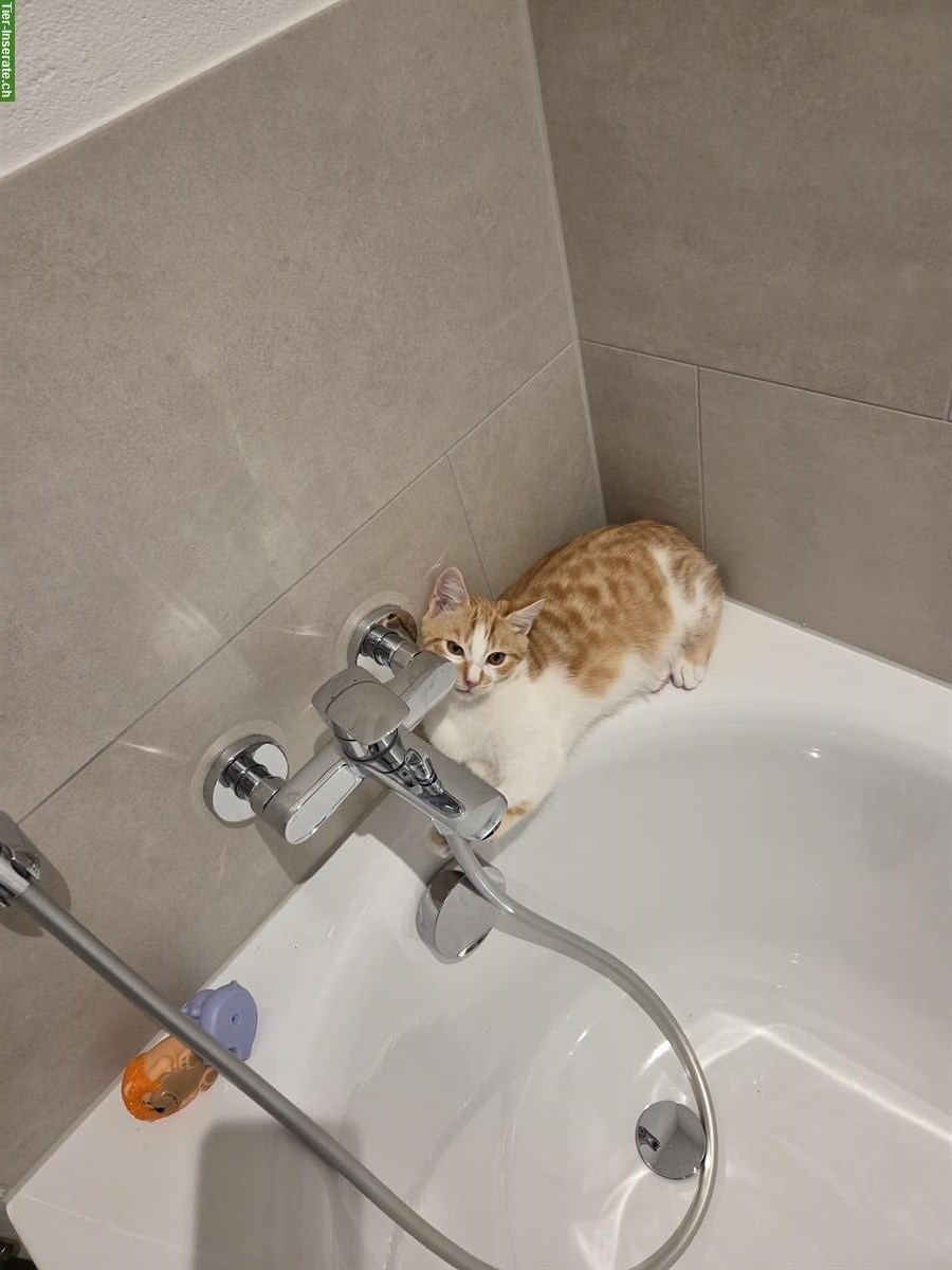 Bild 2: Katzenbaby Rocky, 6 Monate, sucht liebes Zuhause